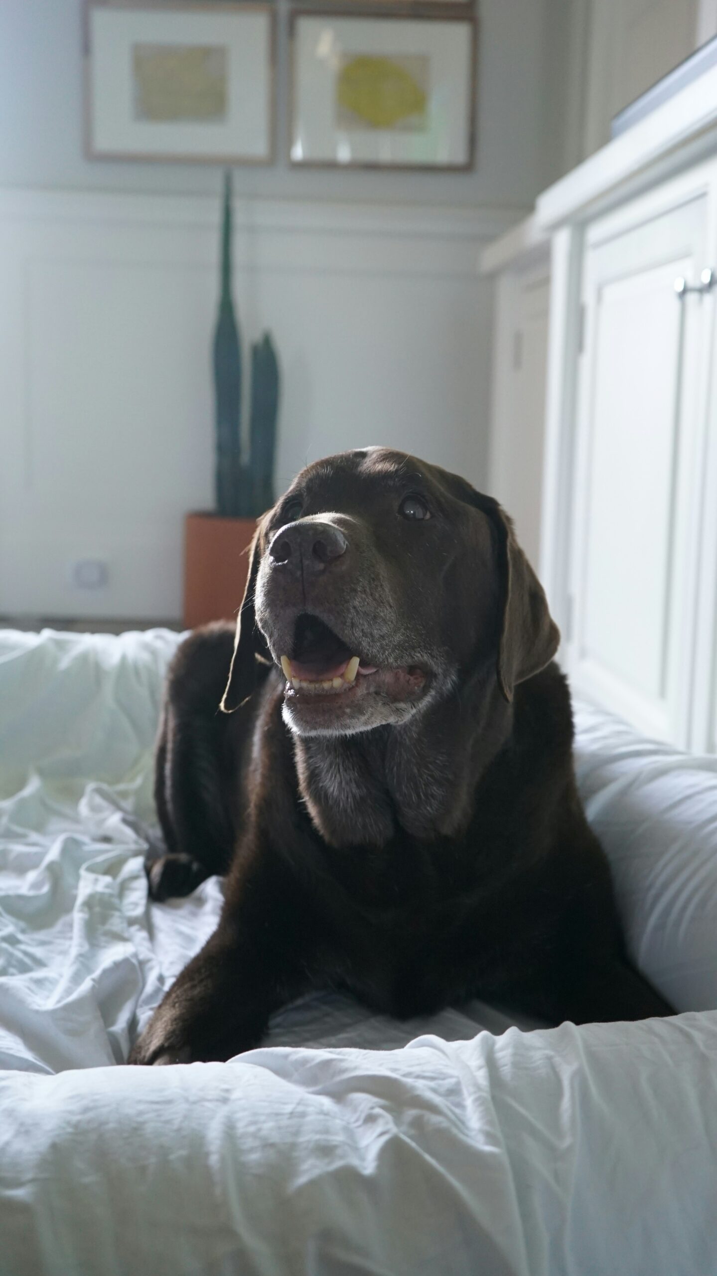 Dog using ramp
