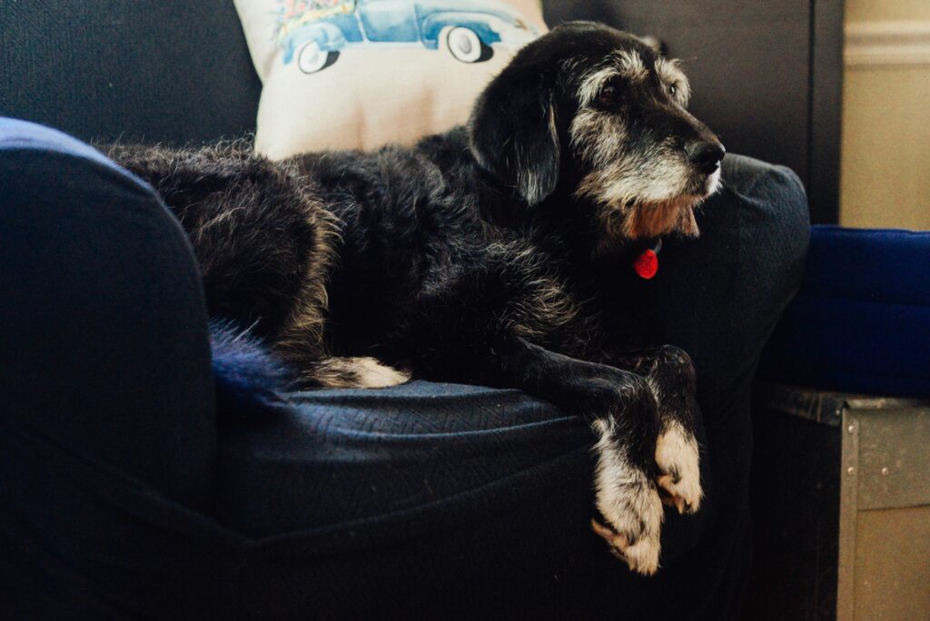 Senior dog resting after taking joint supplements for senior dogs