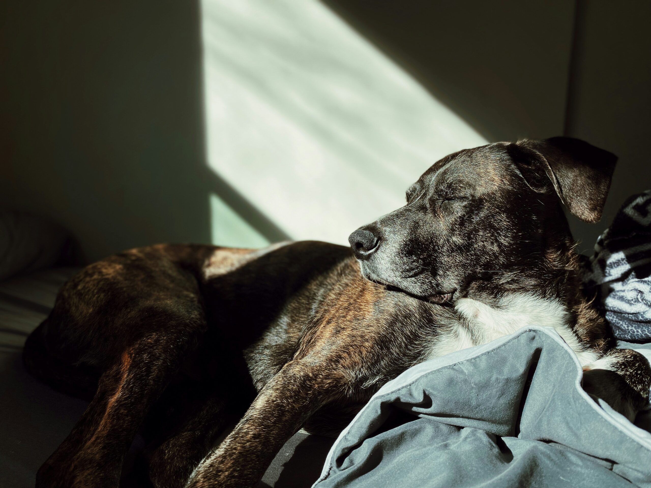 Calming dog product
