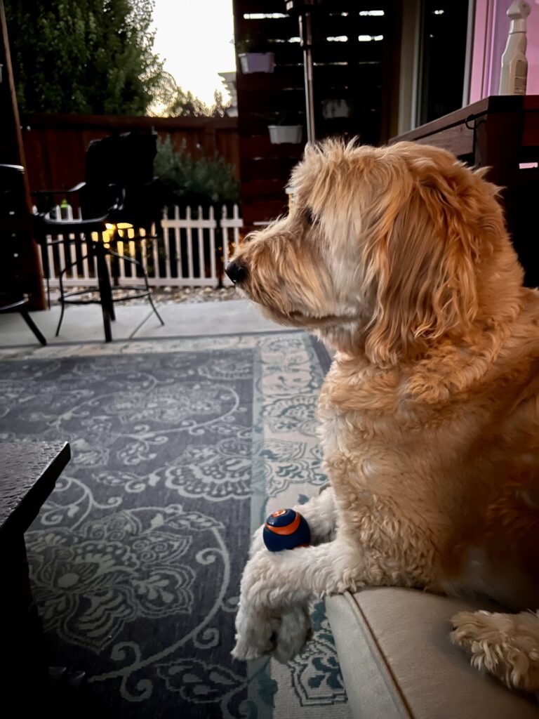 Zesty Paws Urinary Tract Bites for Dogs – soft chews for bladder health