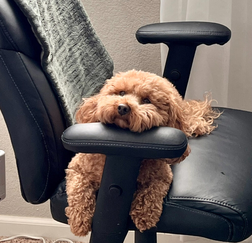 senior dog care guide – comfort, mobility, and wellness tips