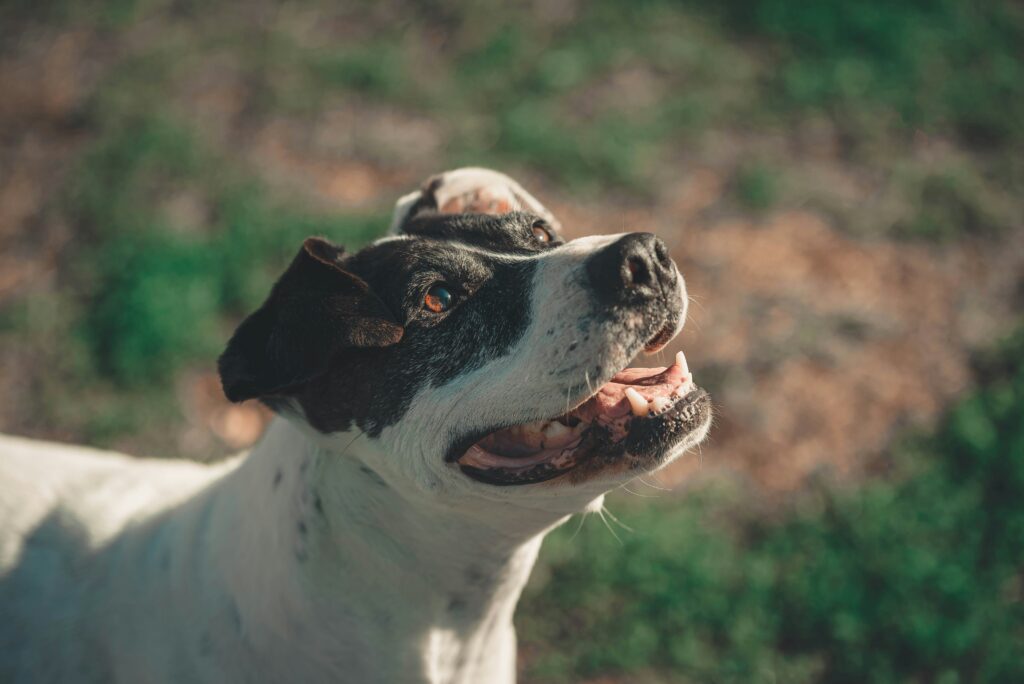 juan-manuel-sanchez-3GsWHmJszbg-unsplash Senior dog with bladder problems – caring tips and gentle support
