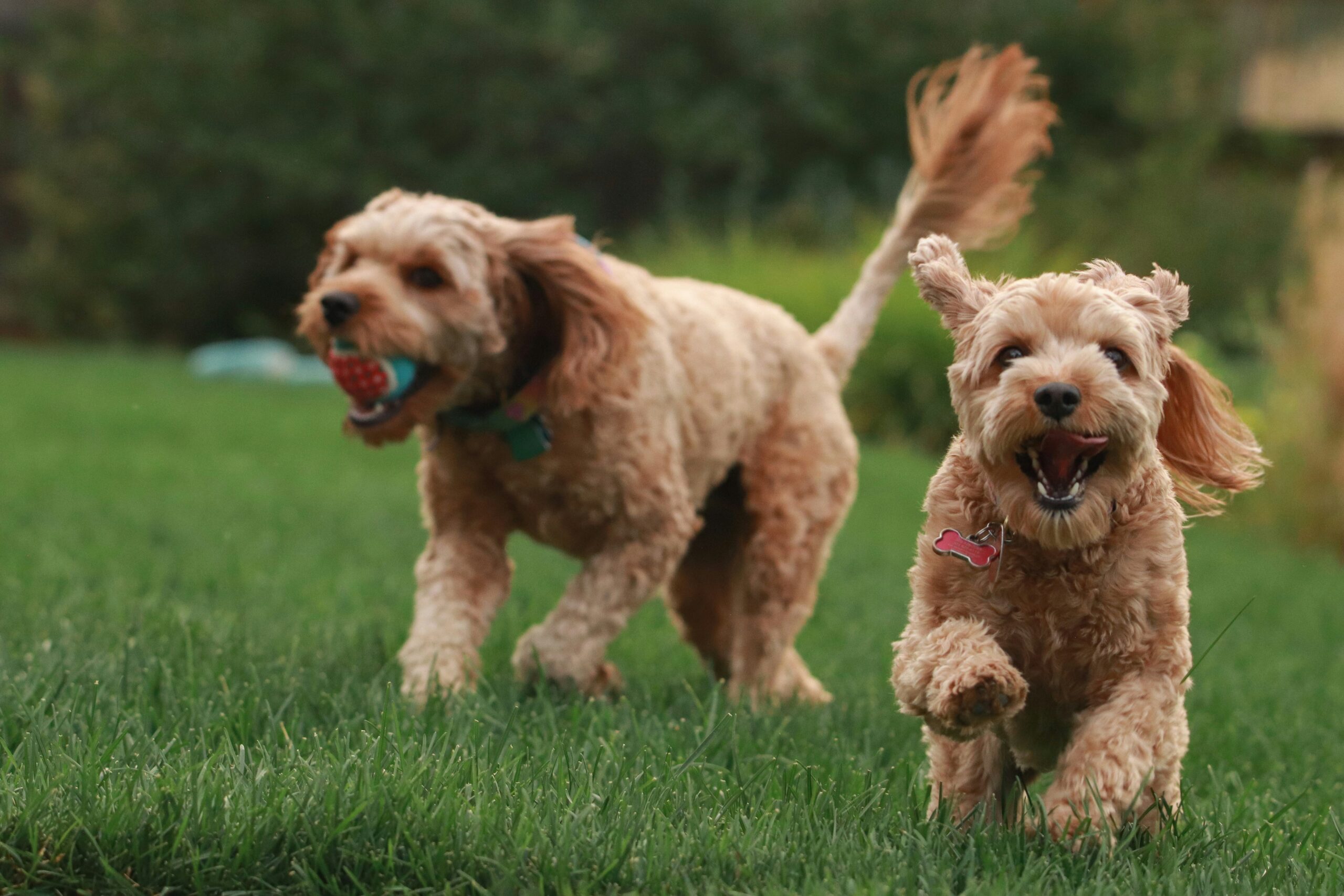 signs your senior dog is in pain