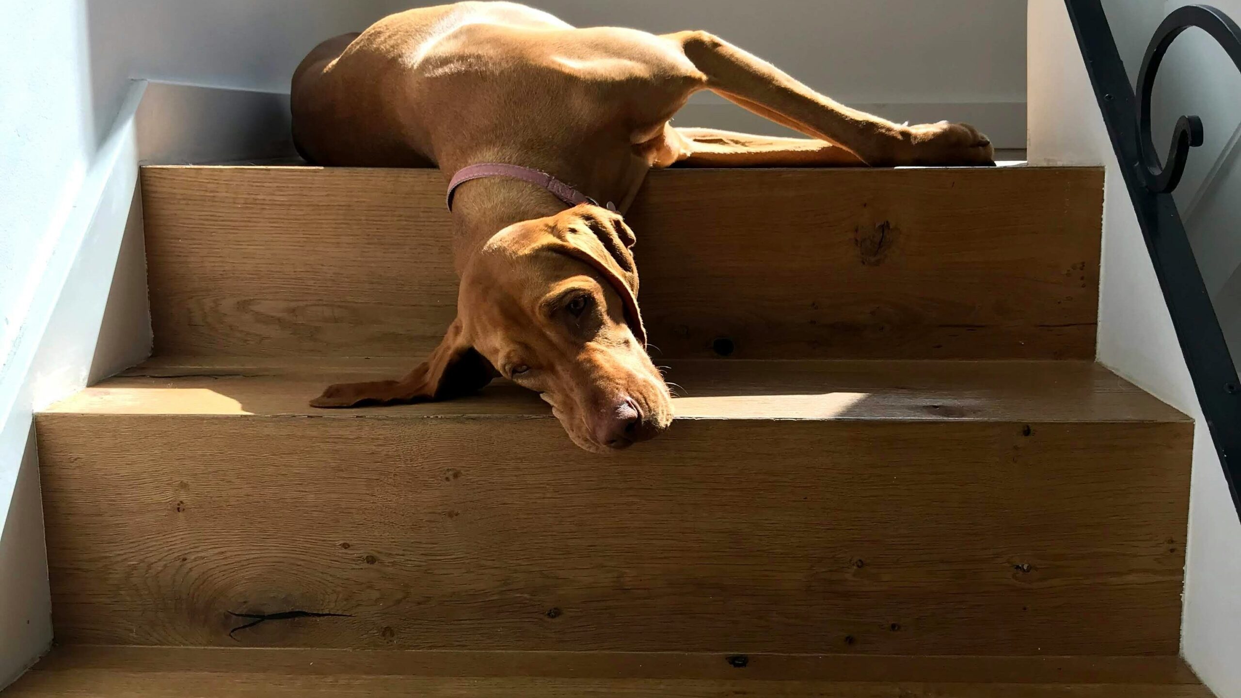 Senior dog using dog ramps for beds, cars, and stairs